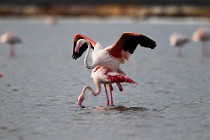 36 Greater flamingos - Natural Reserve of Huelta, Spain