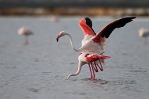37 Greater flamingos - Natural Reserve of Huelta, Spain