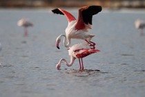 39 Greater flamingos - Natural Reserve of Huelta, Spain