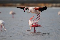 40 Greater flamingos - Natural Reserve of Huelta, Spain