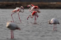 41 Greater flamingos - Natural Reserve of Huelta, Spain