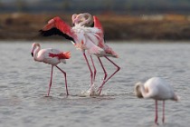 42 Greater flamingos - Natural Reserve of Huelta, Spain