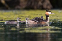 23 Grebe with chicks - Natural reserve of Canterno