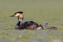 24 Grebe with chicks - Natural reserve of Canterno