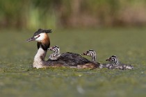 25 Grebe with chicks - Natural reserve of Canterno