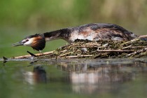 26 Grebe on the nest - Natural reserve of Canterno