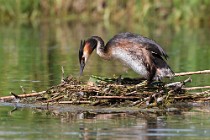 27 Grebe on the nest - Natural reserve of Canterno