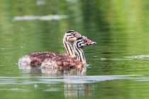 28 Chicks of Grebe - Natural reserve of Canterno