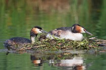 29 Grebe on the nest - Natural reserve of Canterno