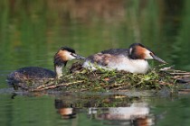 30 Grebes on the nest - Natural reserve of Canterno