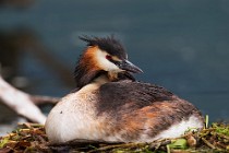 31 Grebe on the nest - Natural reserve of Canterno