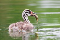 32 Chick of Grebe - Natural reserve of Canterno