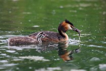 33 Grebe with chick - Natural reserve of Canterno