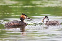 34 Grebe with chick - Natural reserve of Canterno