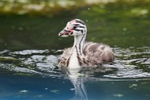 35 Chick of Grebe - Natural reserve of Canterno