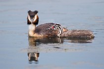 36 Grebe with chick - Natural reserve of Canterno