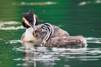 37 Grebe with chick - Natural reserve of Canterno