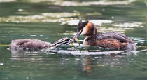 38 Grebe with chick - Natural reserve of Canterno