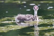 39 Chick of Grebe - Natural reserve of Canterno