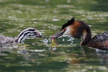40 Grebe with chick - Natural reserve of Canterno