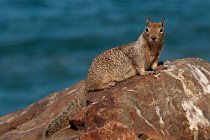 04 Ground squirrel - Big Sur Coast - California