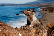07 Ground squirrel - Big Sur Coast - California