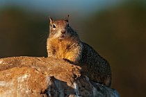 09 Ground squirrel - Big Sur Coast - California