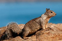 10 Ground squirrel - Big Sur Coast - California
