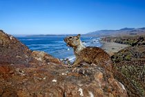 05 Scoiattolo di terra californiano - Costa del Big Sur, California