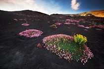 10 Mount Etna, flowering of Saponaria