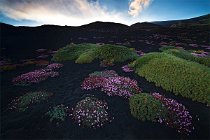 11 Mount Etna, flowering of Saponaria