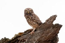 01 Tawny Owl - National Park of Coto Doñana,  Spain