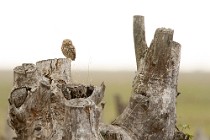 02 Tawny Owl - National Park of Coto Doñana,  Spain