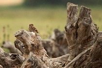 03 Tawny Owl - National Park of Coto Doñana,  Spain