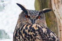 04 Eagle Owl  (CP) - Bayerischer Wald National Park, Germany