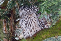 05 Great Grey Owl  (CP) - Bayerischer Wald National Park, Germany
