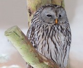 06 Great Grey Owl  (CP) - Bayerischer Wald National Park, Germany