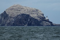 29 Bass Rock, Scozia