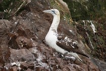 35 Sule Bassane nella colonia - Isola di Bass Rock, Scozia