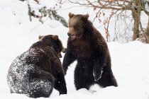5 Brown european Bear, Bayerisher Wald -  Baviera, Germany