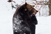 6 Brown european Bear, Bayerisher Wald -  Baviera, Germany