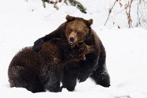 7 Brown european Bear, Bayerisher Wald -  Baviera, Germany