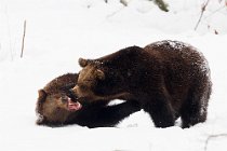 8 Brown european Bear, Bayerisher Wald -  Baviera, Germany