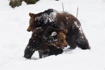 9 Brown european Bear, Bayerisher Wald -  Baviera, Germany